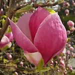 Magnolia Sopot