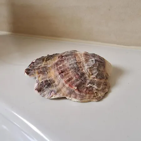 Apartament Magnolia *