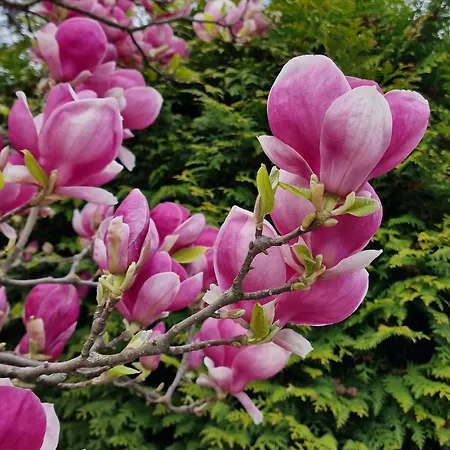 Magnolia Διαμέρισμα *