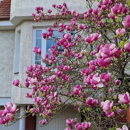 Magnolia Lägenhet
