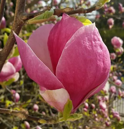 Magnolia Σόποτ