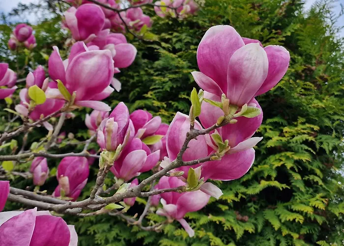 Magnolia 아파트 *