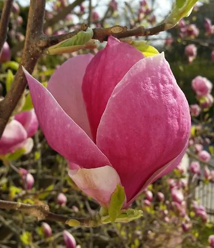 Magnolia 소포트